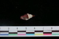 藏品(繩紋蛹筆螺)的圖片